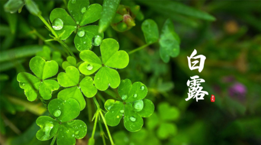 白露時節(jié)！ 金環(huán)電器提醒大家要注意這些事項